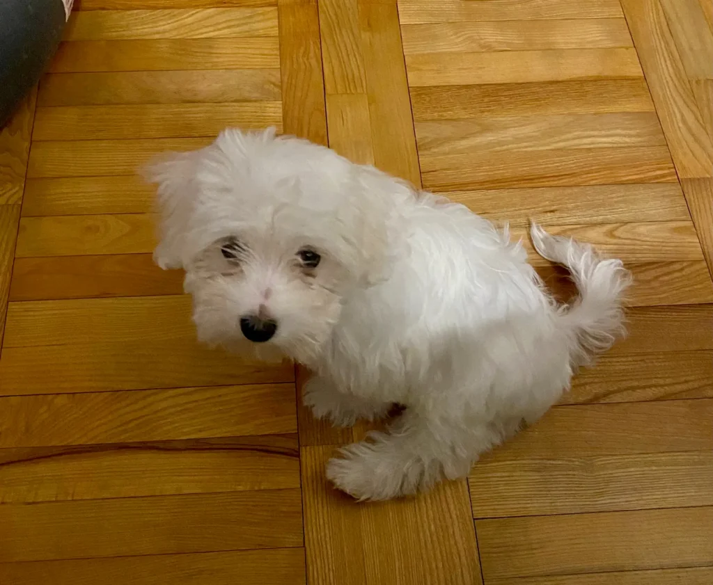 Baby Casper - Baby Maltese dog