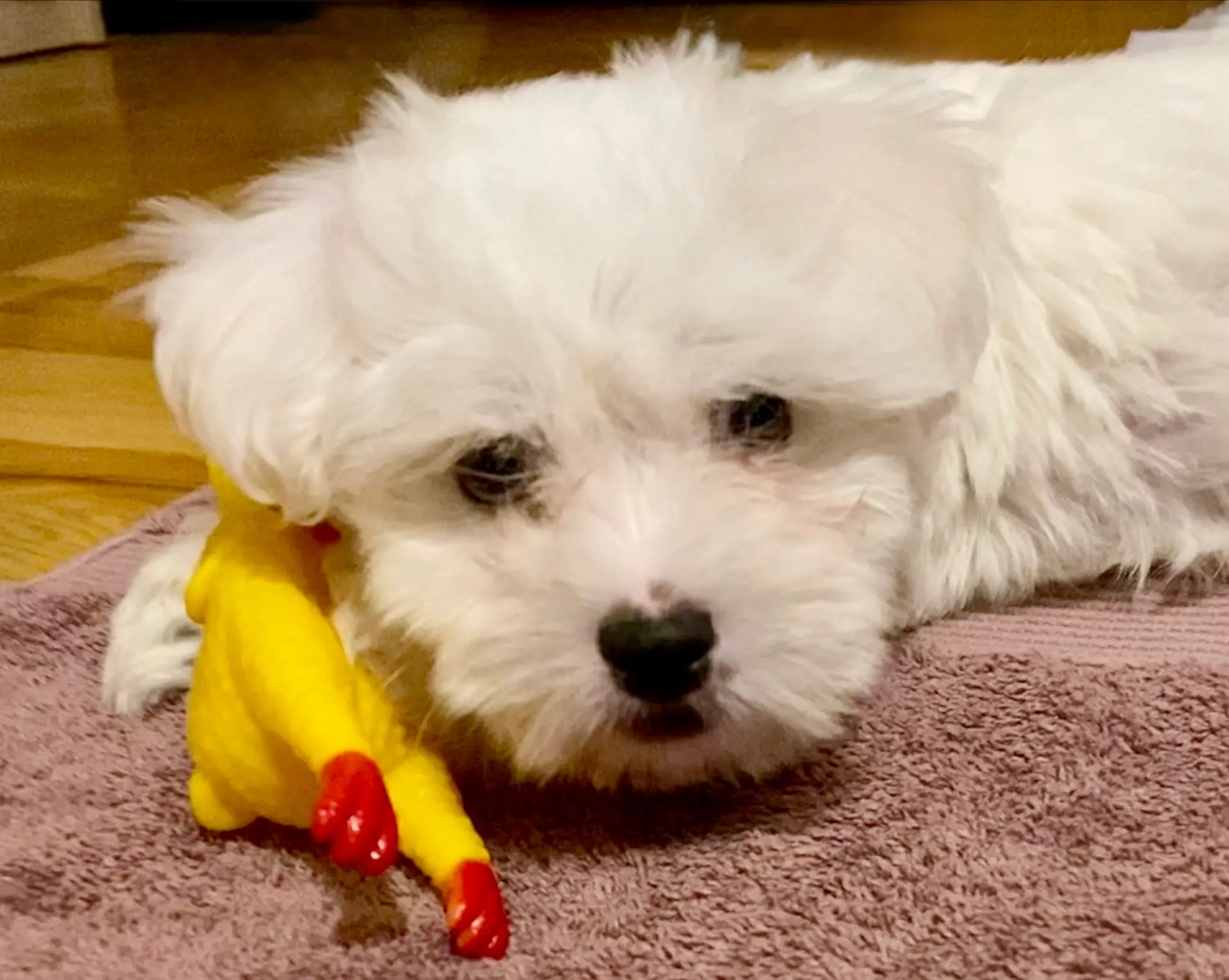 Casper our first dog