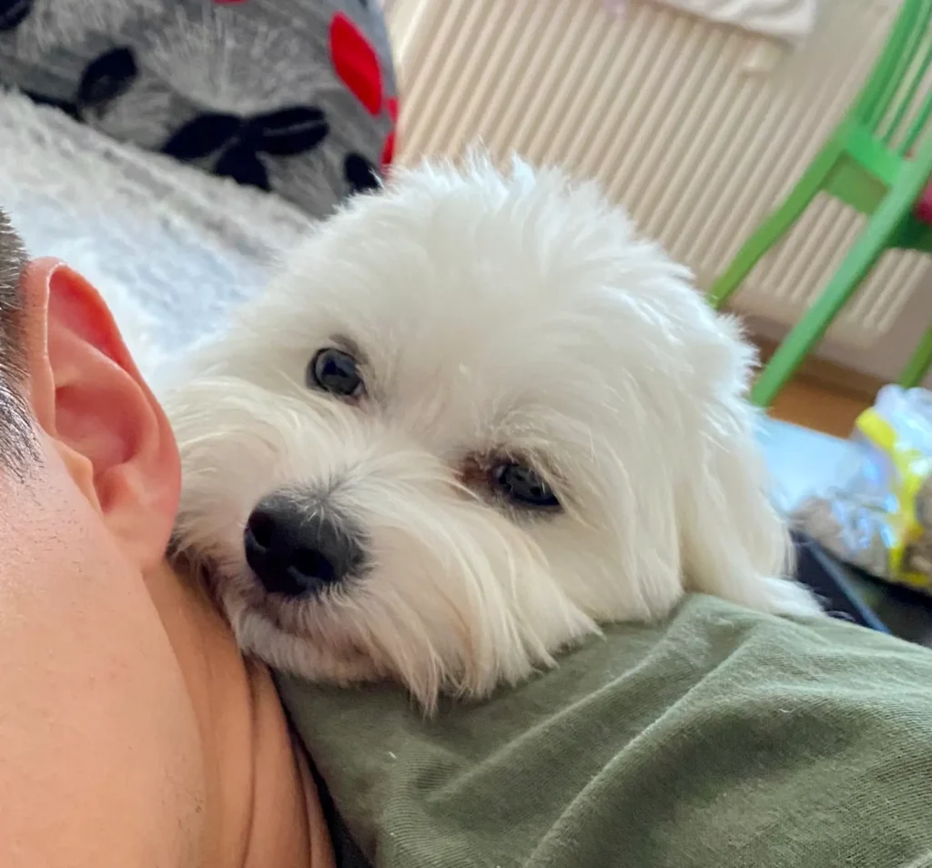 Casper cuddling with the owner