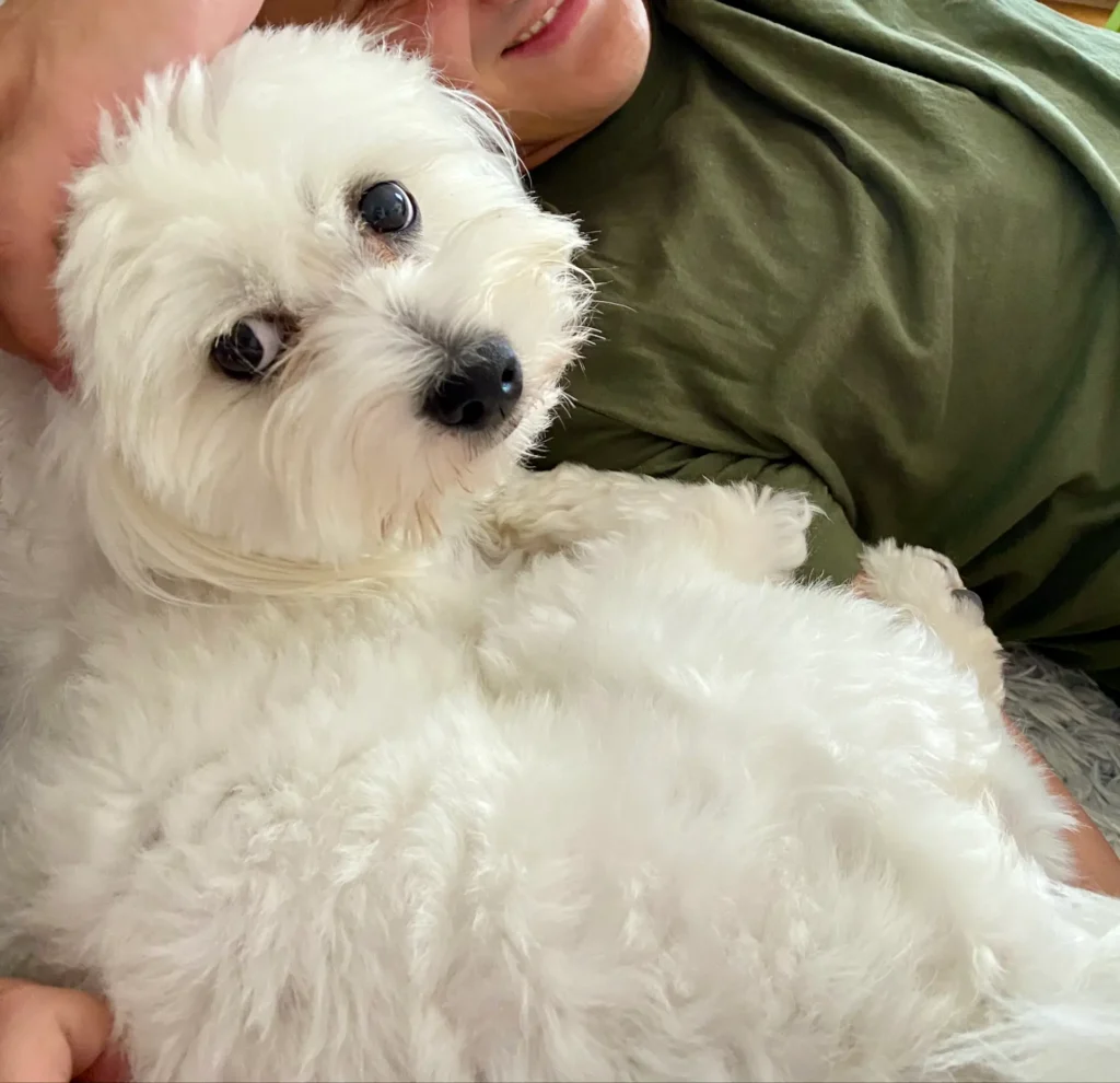 Casper cuddling for emotional support