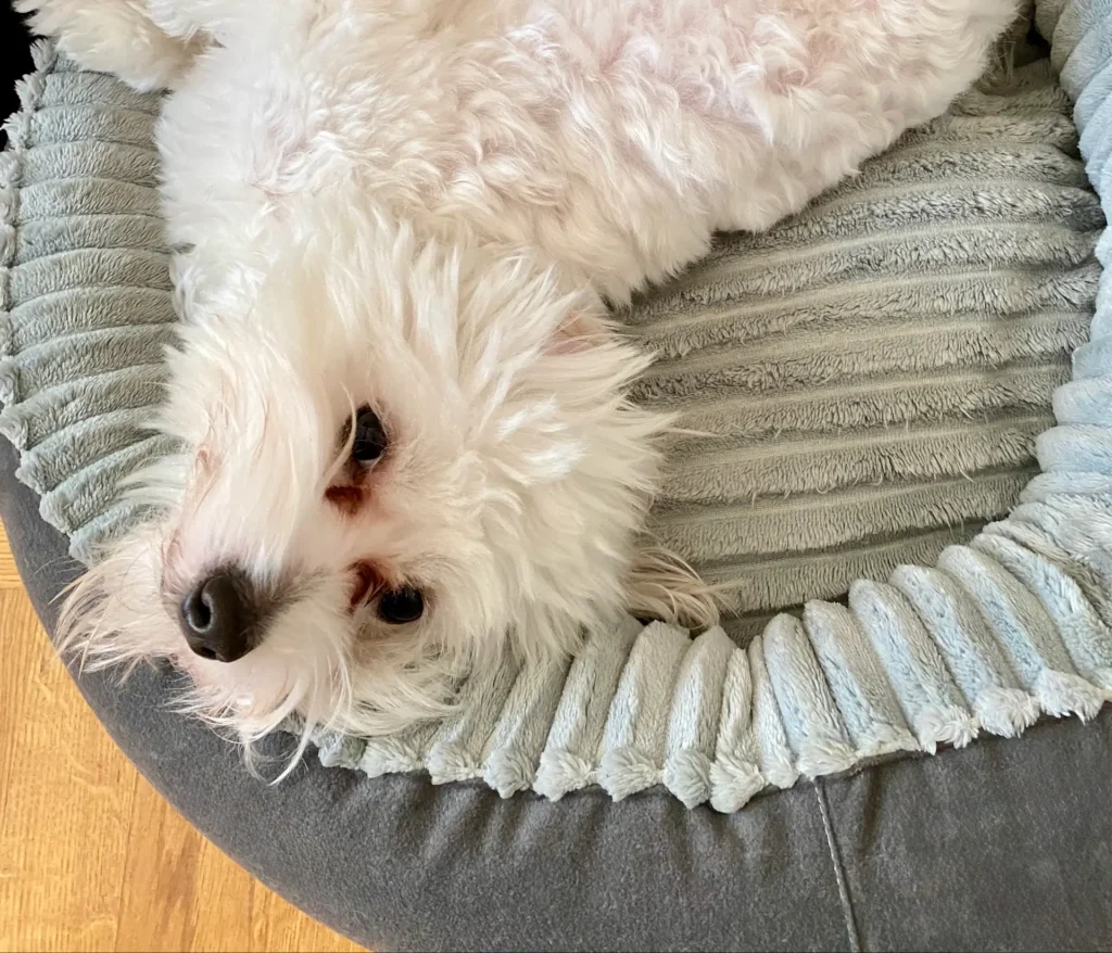 Casper eye stains