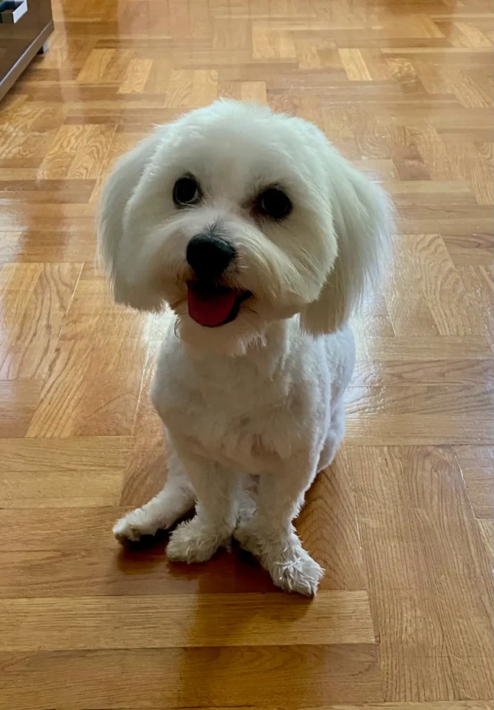 Casper happy good dog