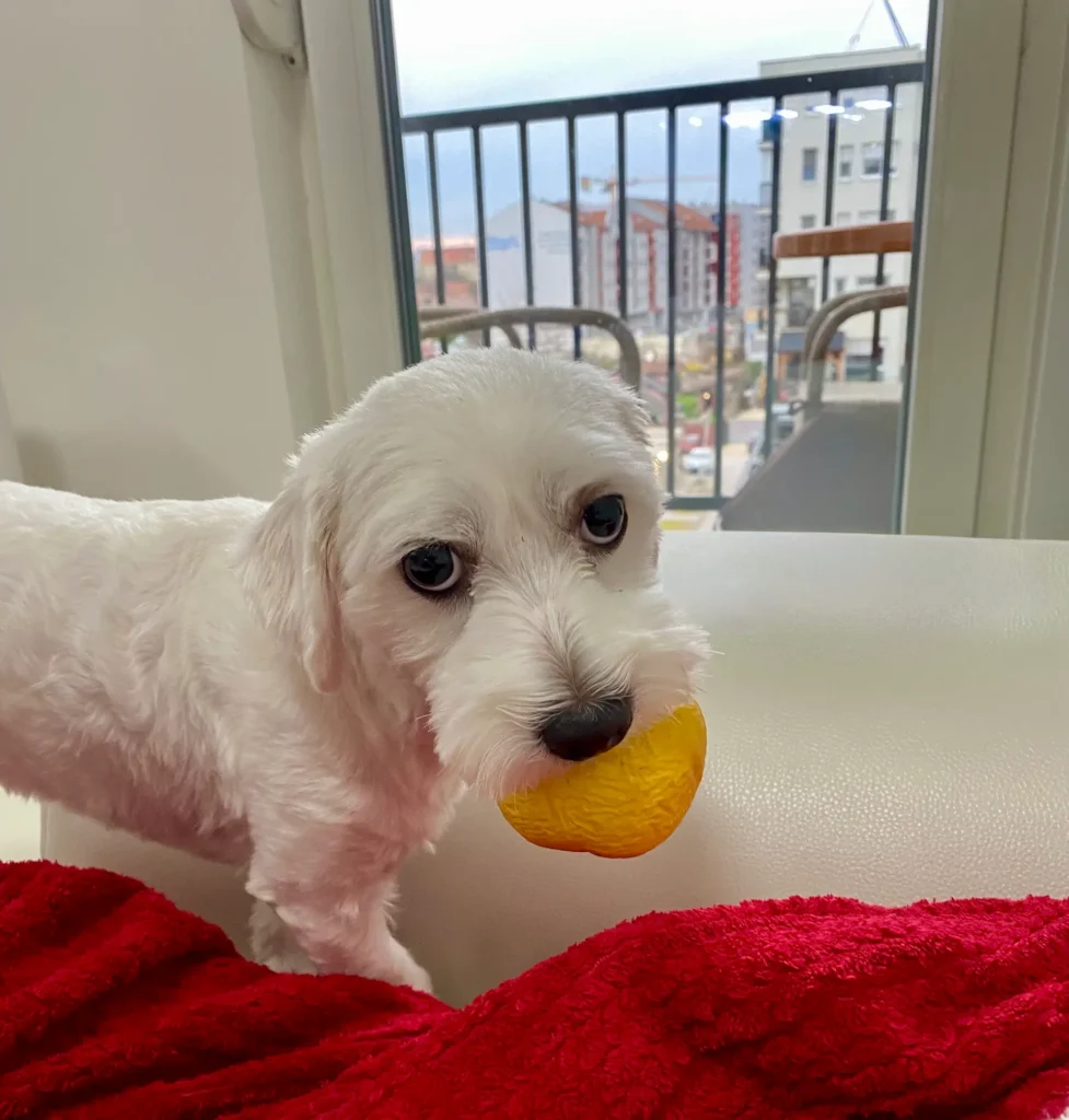 Casper holding an apple