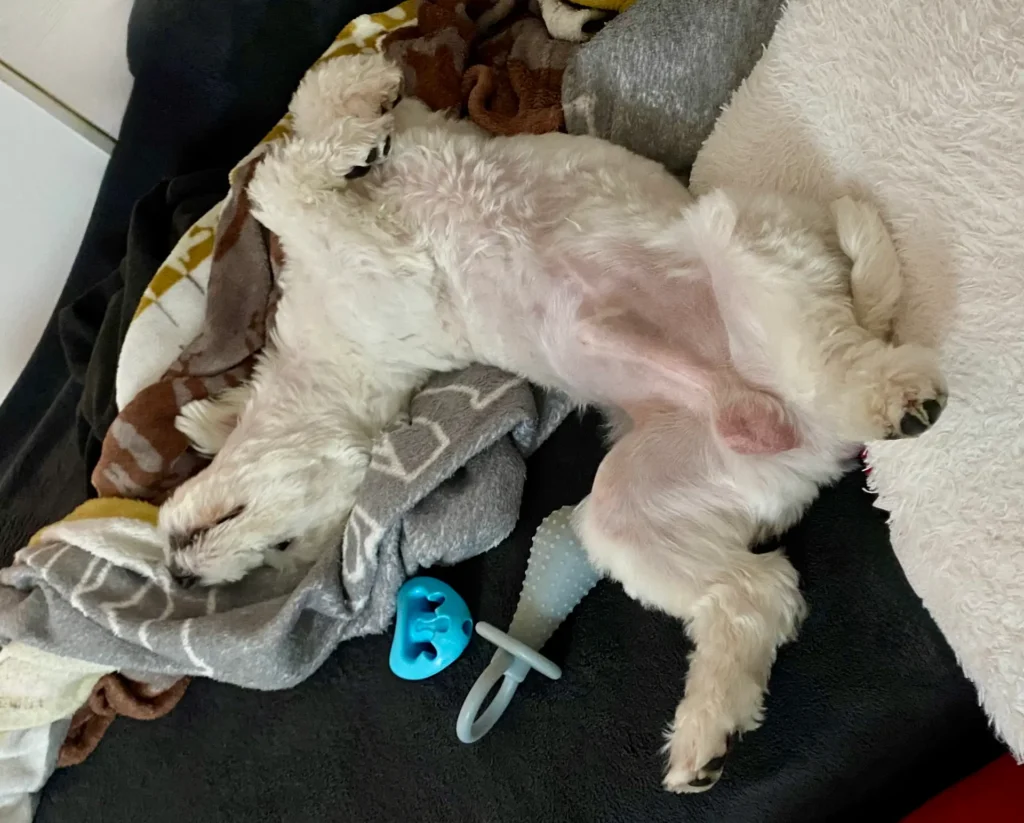 Casper laying on the back playing