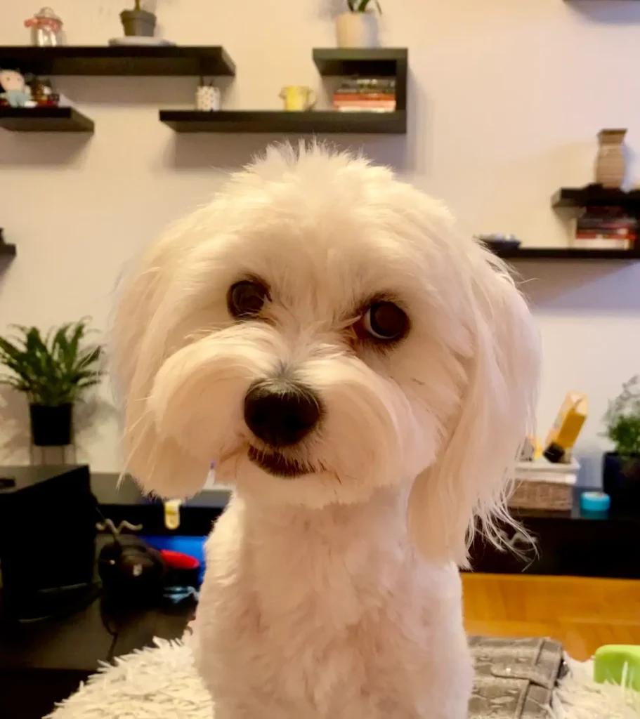 Casper with long ear hair