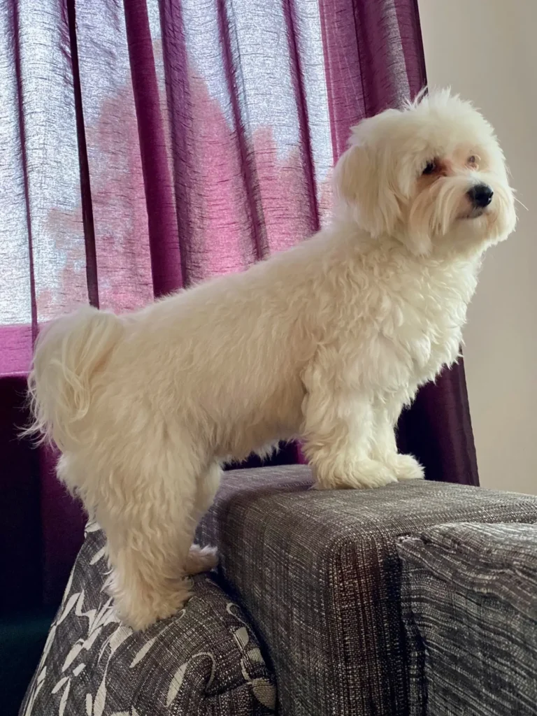 Casper looking through the window and barking