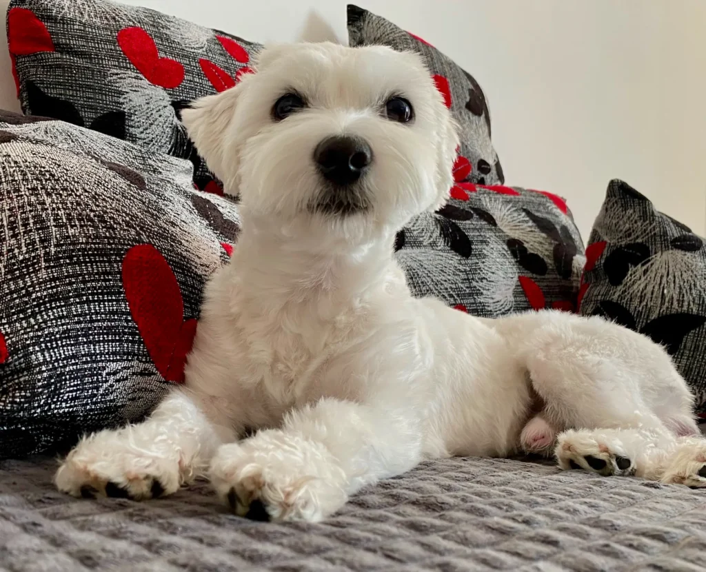 Casper preparing to bark