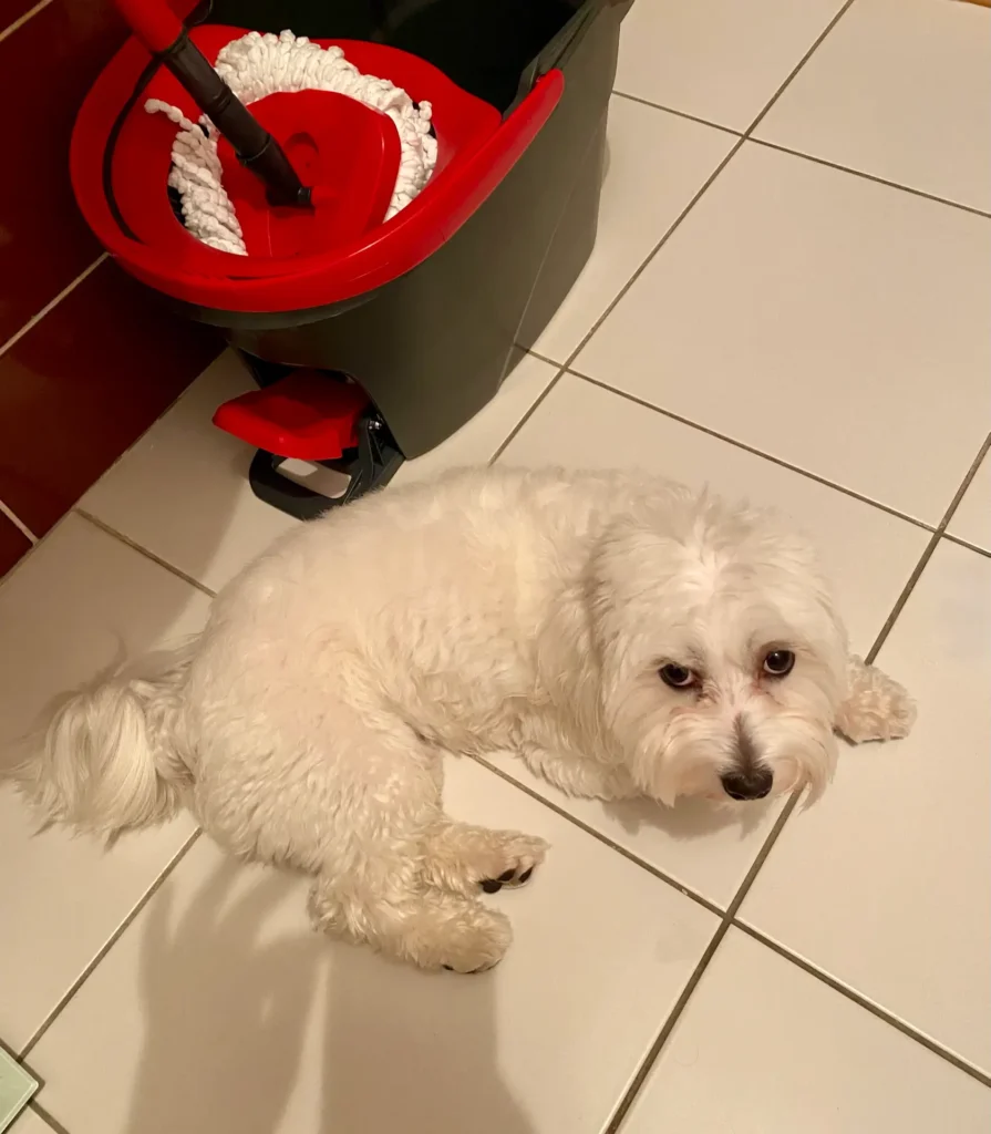 Casper made a mess