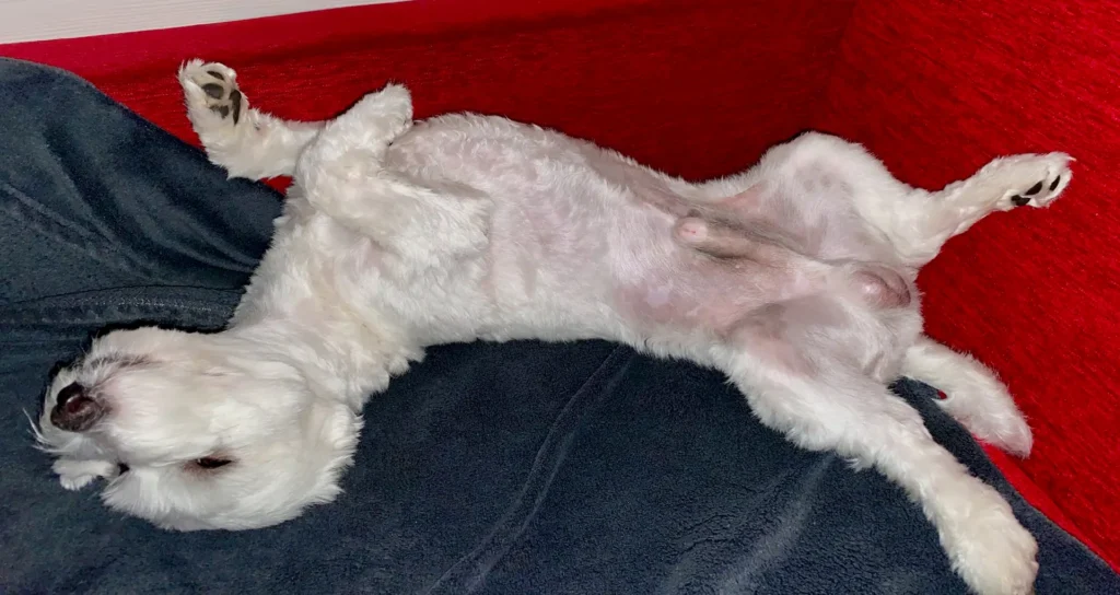 A Maltese dog laying on the back having black spots over the skin