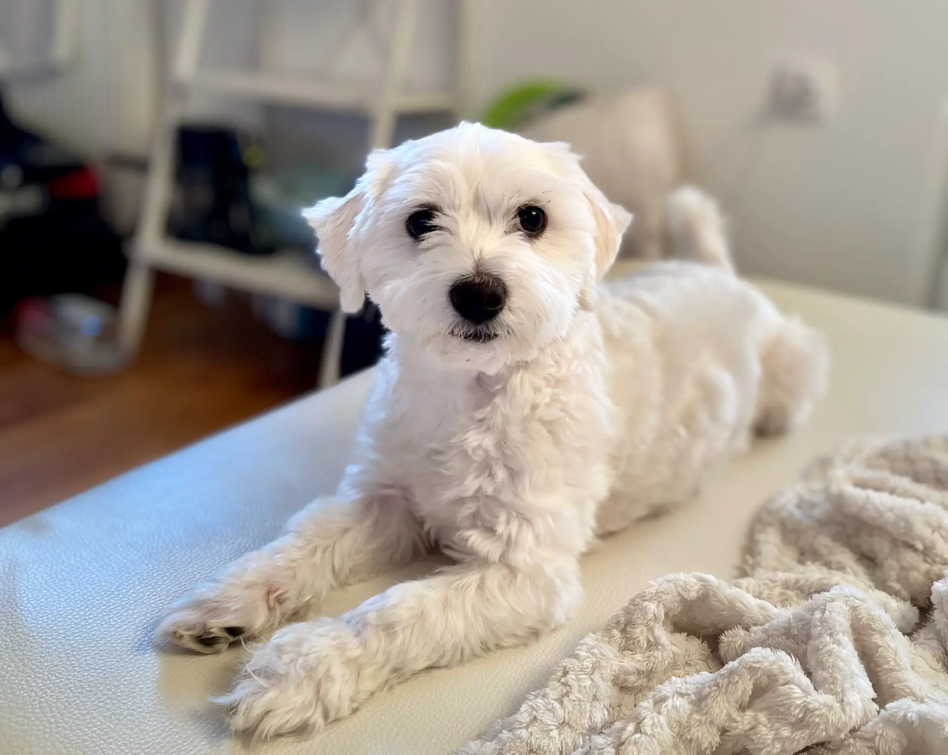 Casper without eye stains