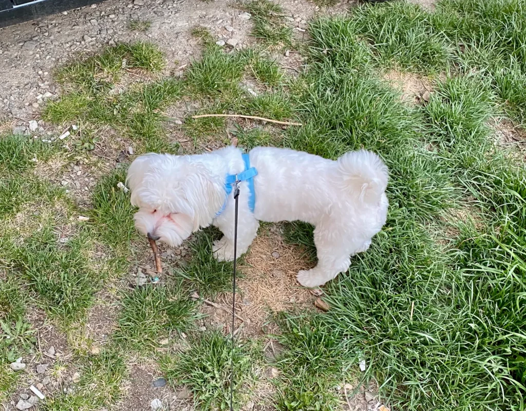 Casper on a walkout