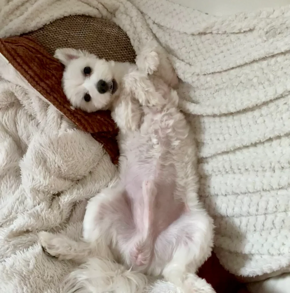 Casper on the back laying