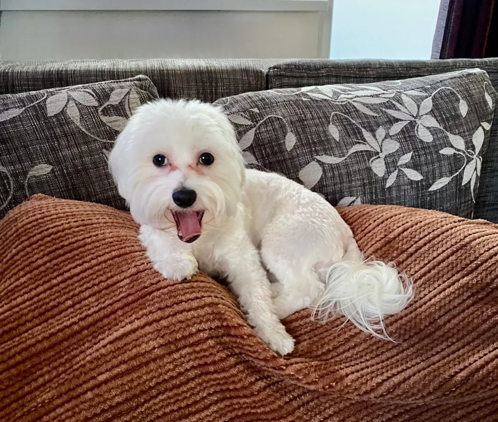 Casper on the couch with white coat