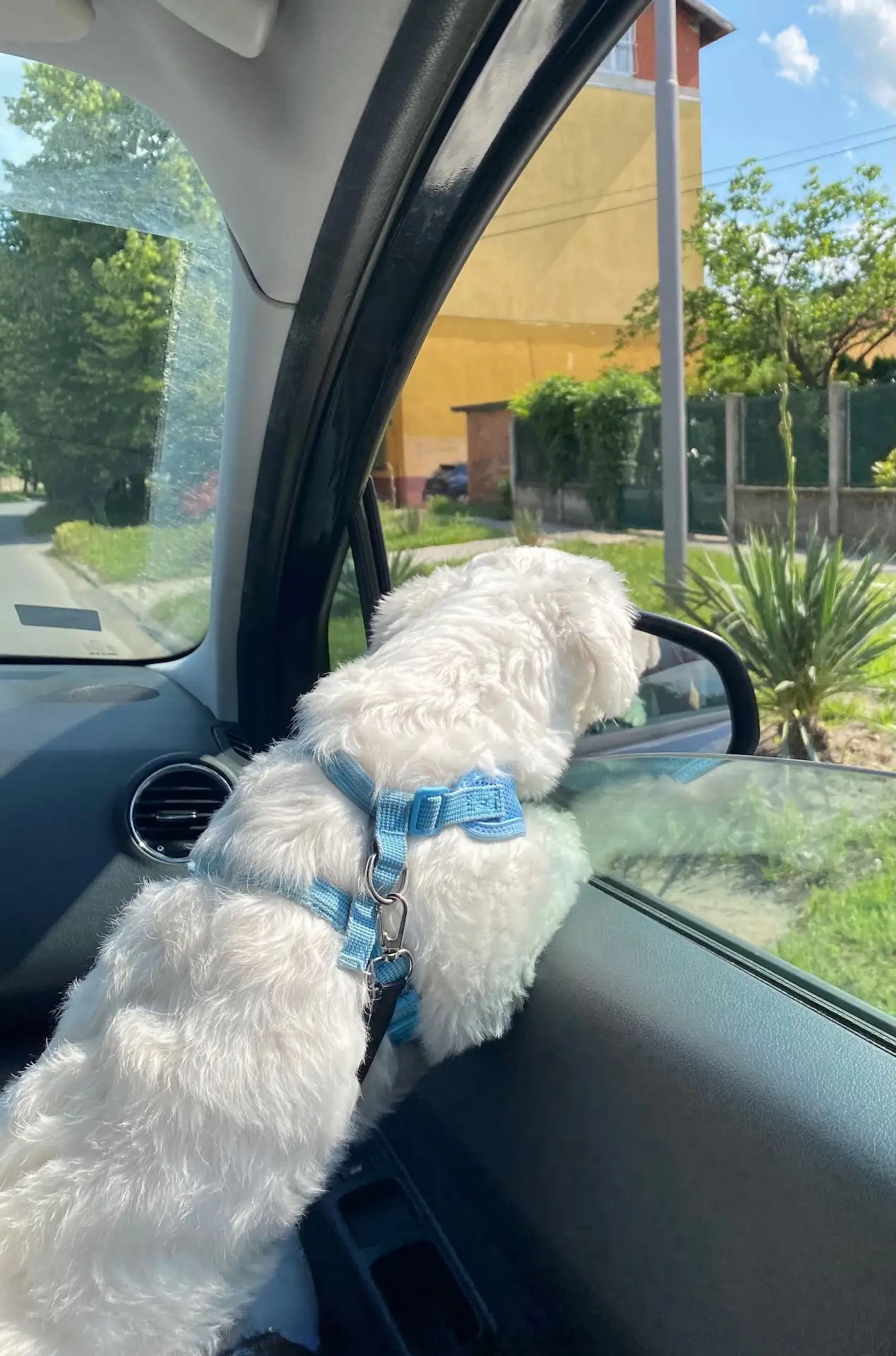 Casper looking through the car window