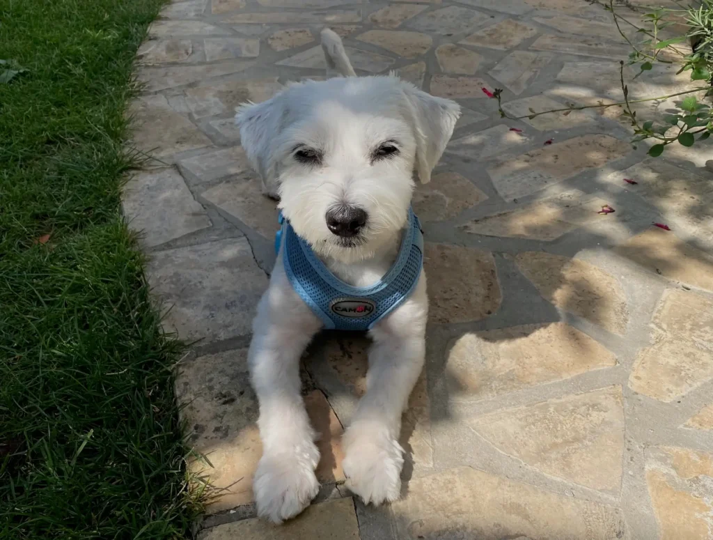 Casper in the shade