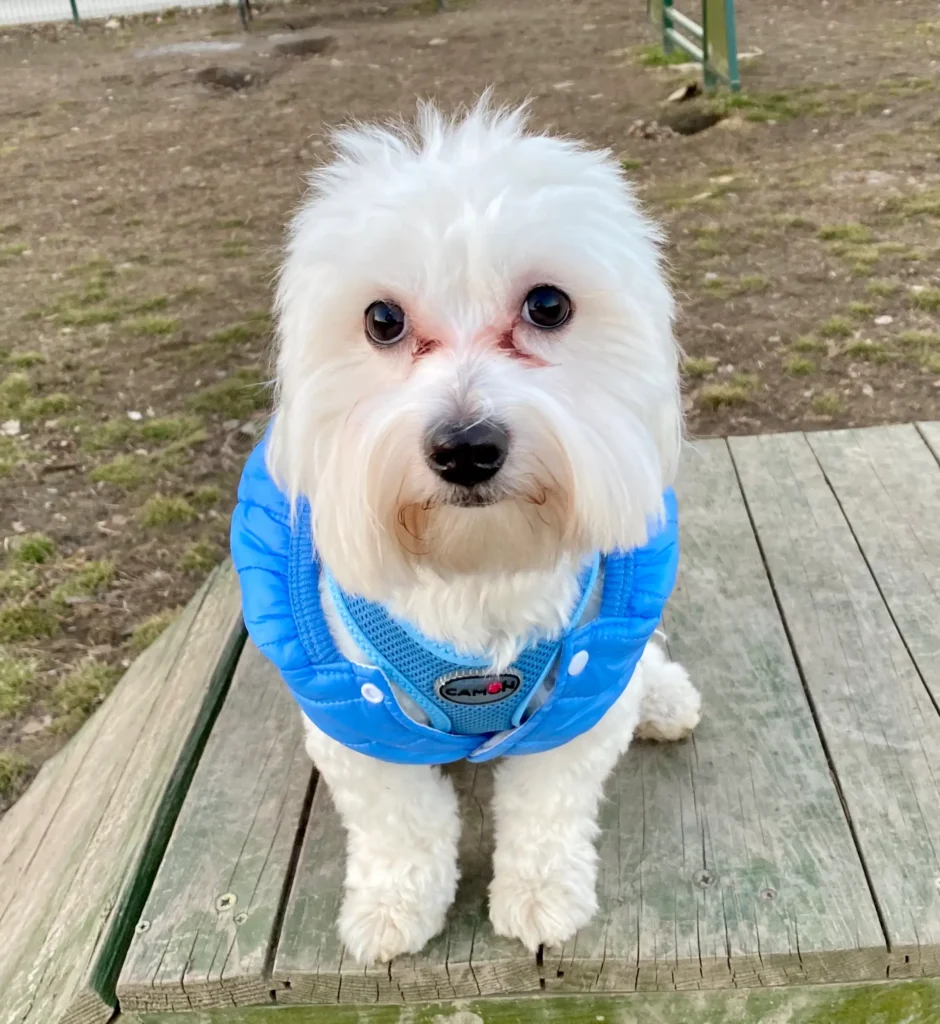 Casper with eye stains