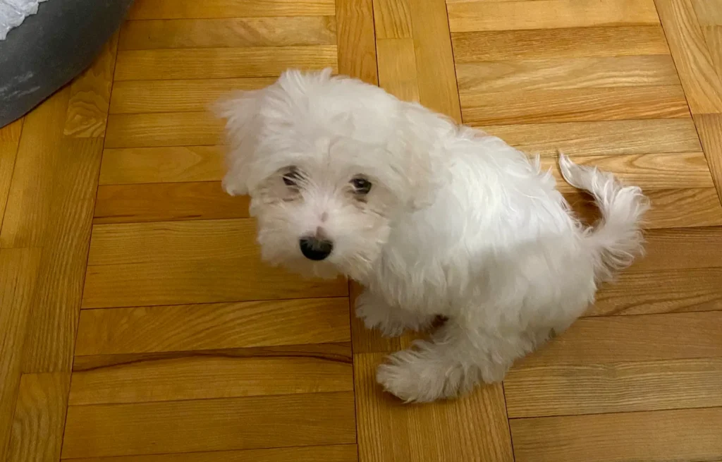 Casper ready to potty train