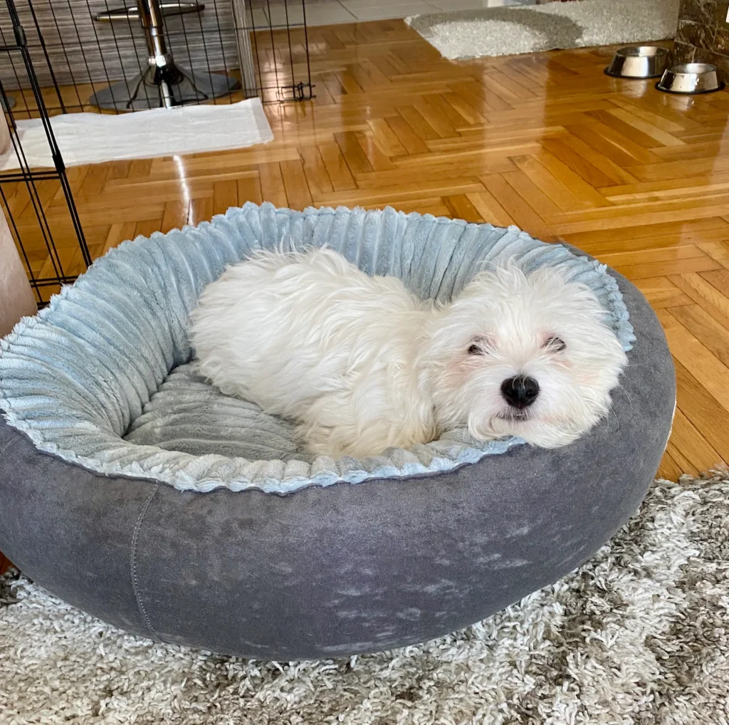 Casper resting after a potty training