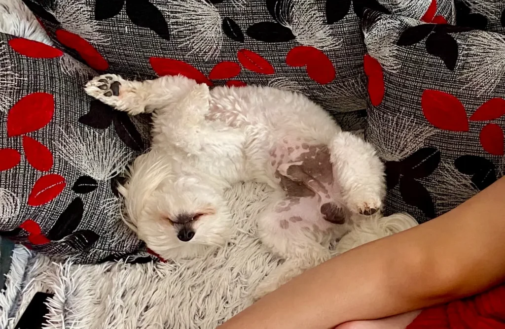 Casper waiting for cuddling