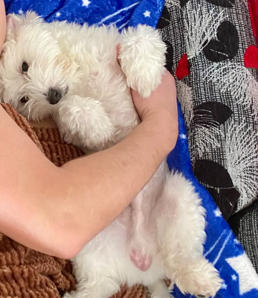 Casper sleeping on the back