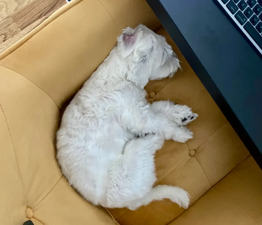 Casper sleeping on the rocking chair