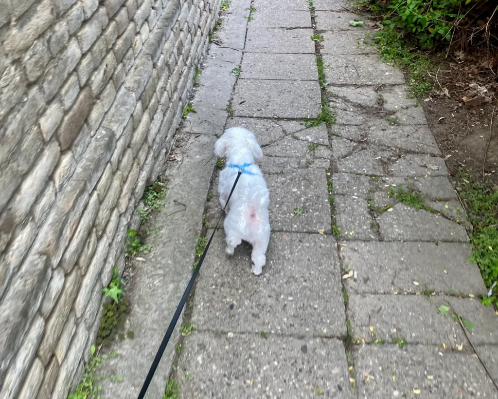 Casper walking