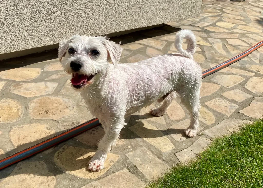 Casper with wet fur