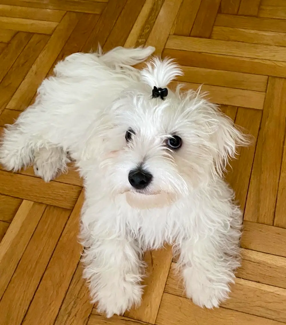 Baby casper with hairstyle