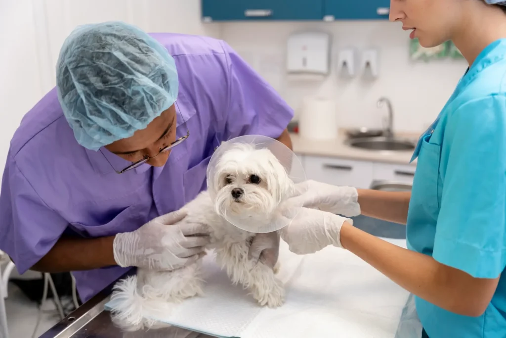 Maltese at the vet