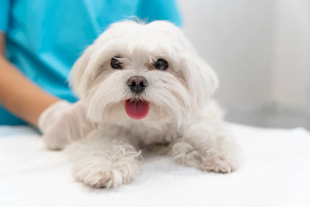 Maltese at the vet table