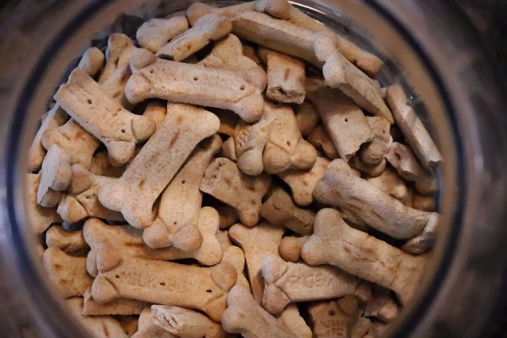 Maltese dog food