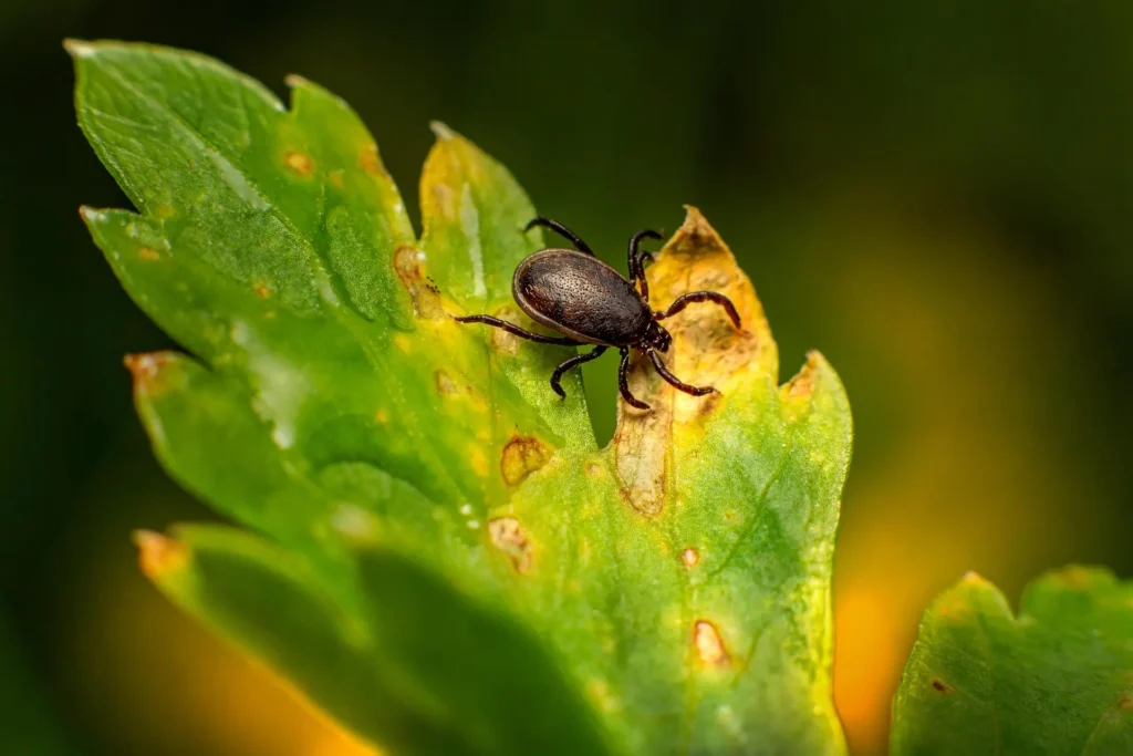 Maltese dog tick