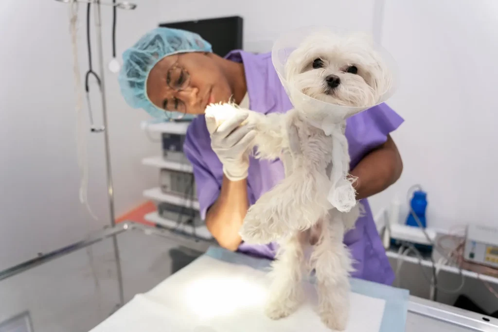 Maltese vet checkup