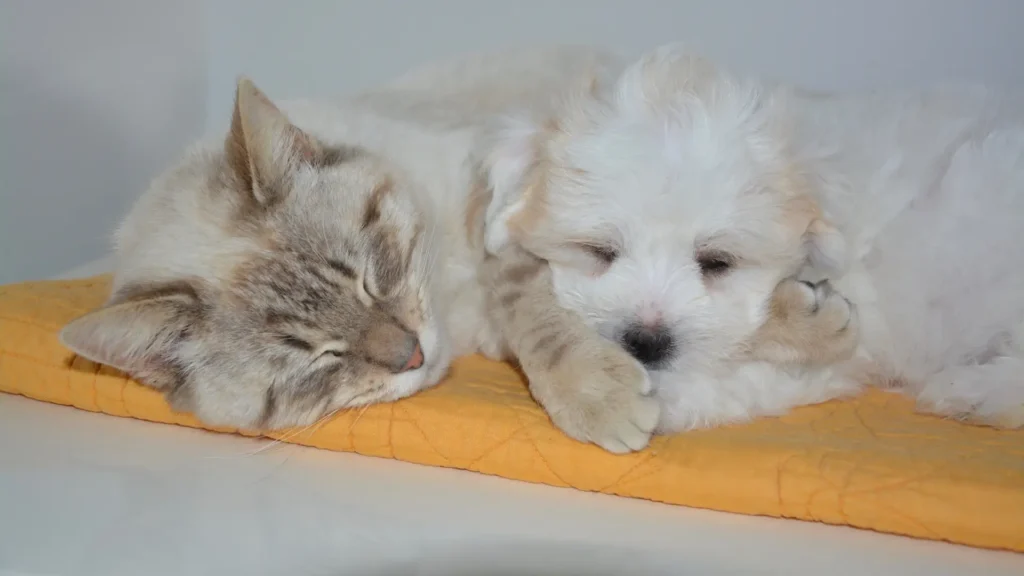 Maltese and cat