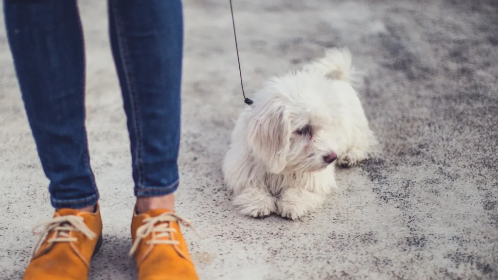 Living with maltese with shaker syndrome