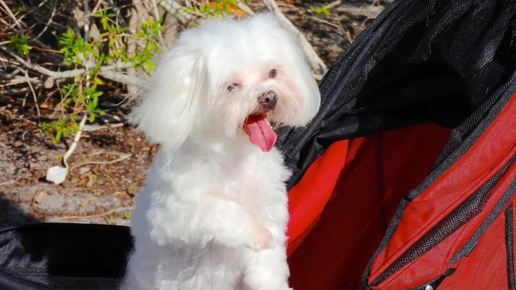 Maltese reverse sneezing