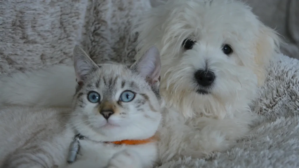 Maltese and cat