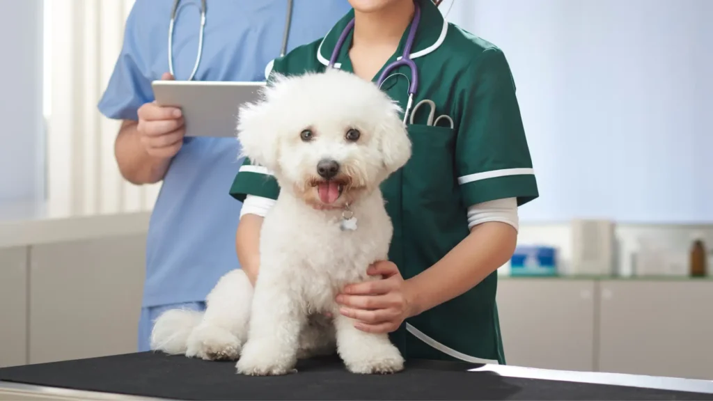 Maltese anxiety diagnosed