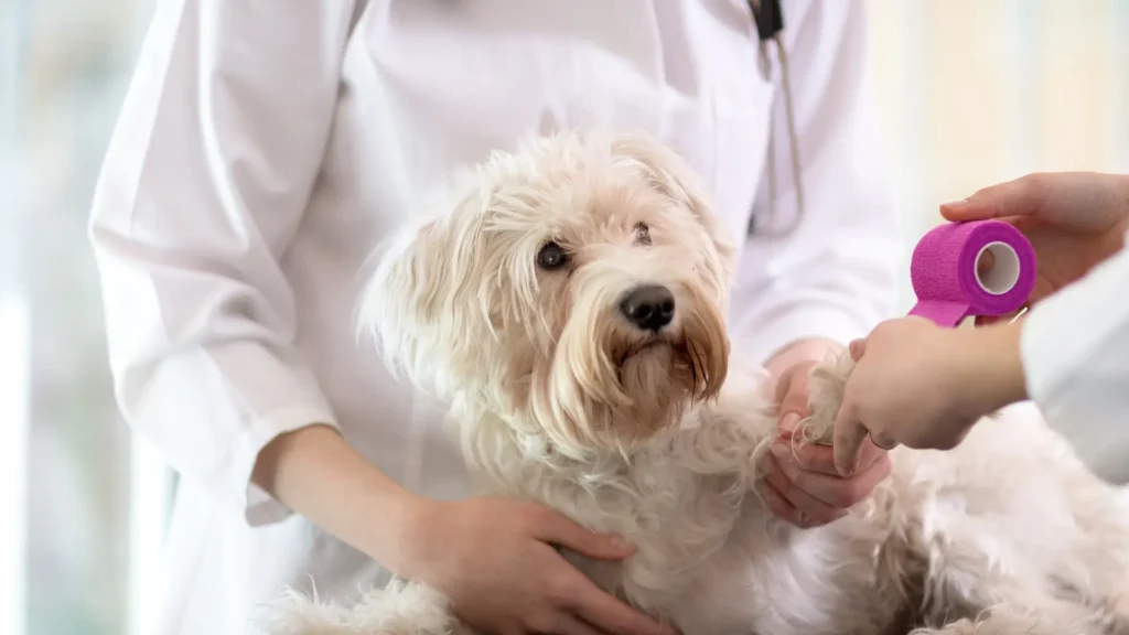 Maltese getting shaker syndrome diagnosed