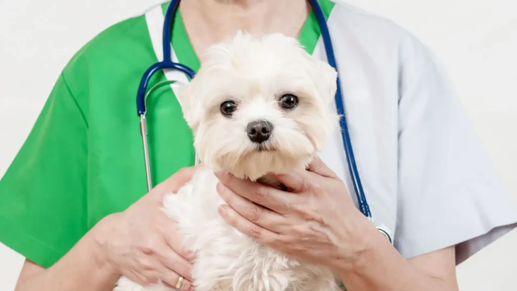 Maltese vet visit