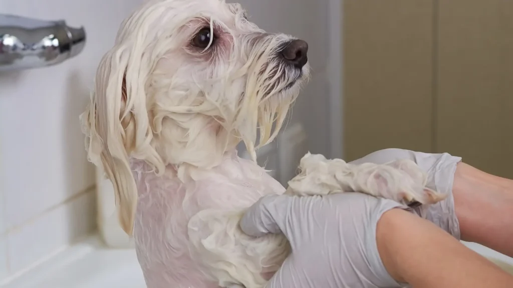 Maltese dog taking a shower