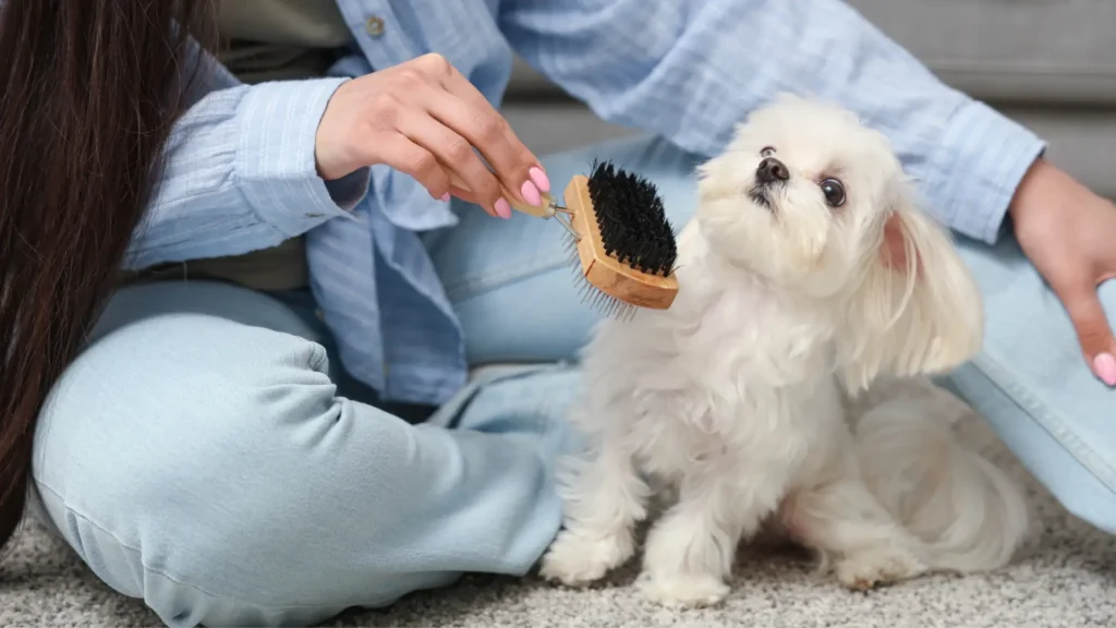 Maltese daily brushing session