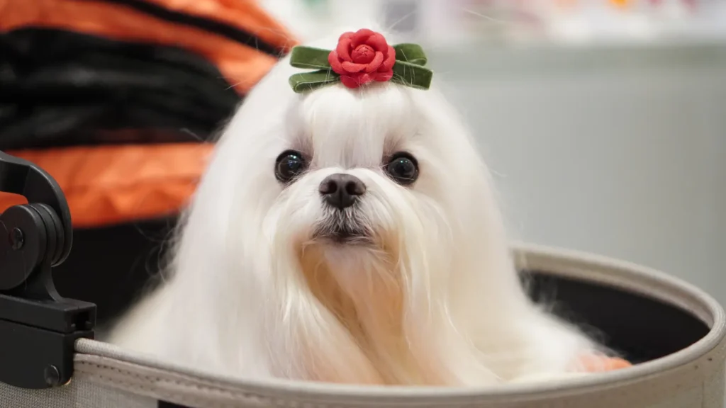 Maltese compact
