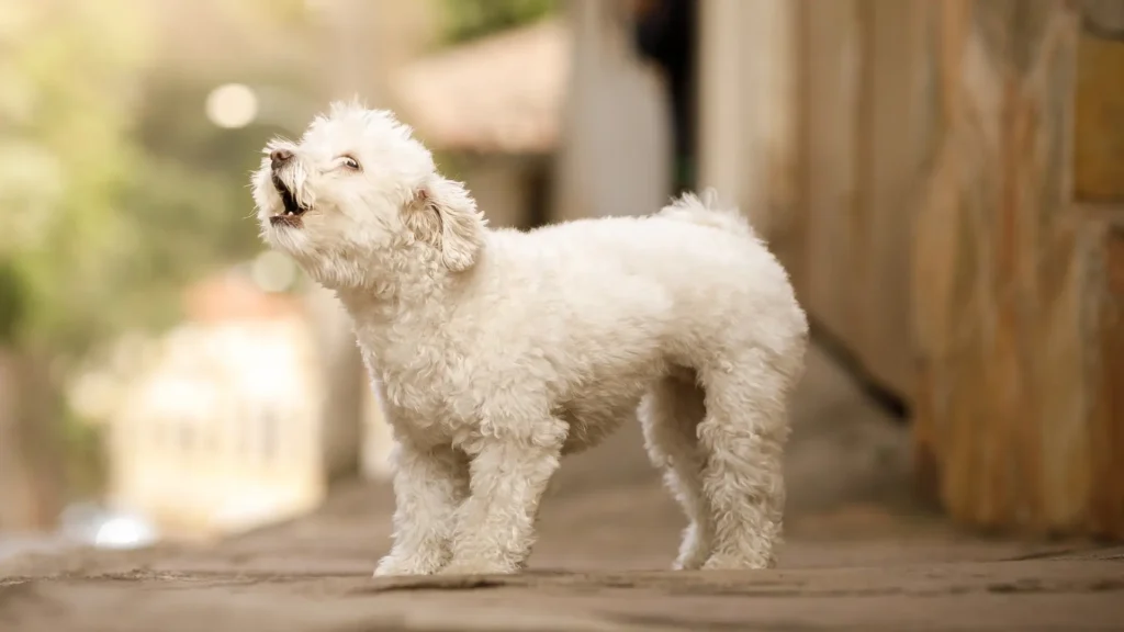 Maltese dog barking