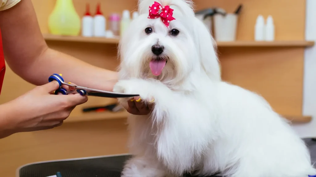 Maltese dog grooming routine