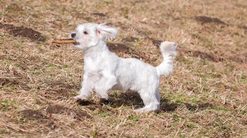 Maltese dog playtime