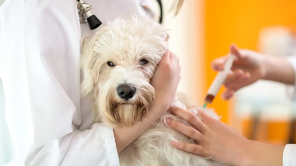 Maltese shaker syndrome treatment