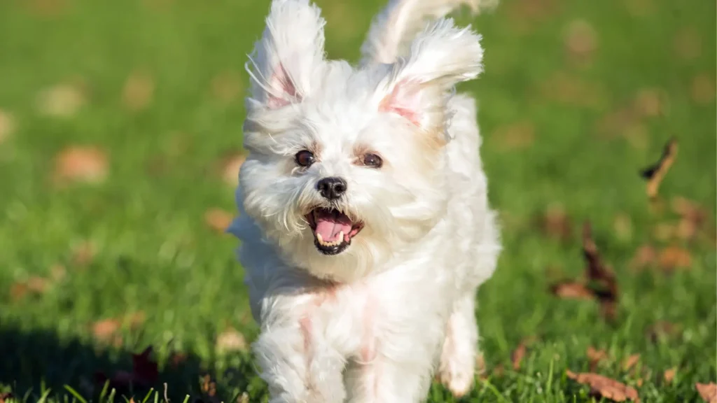 Happy Maltese running on the field