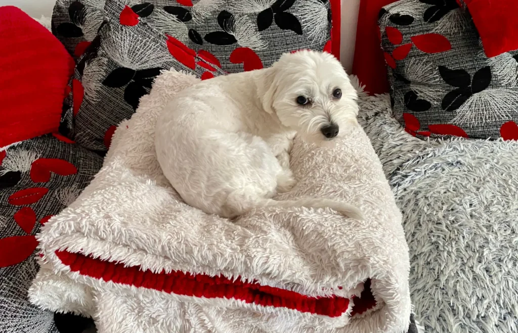 Maltese dog in a safe-space