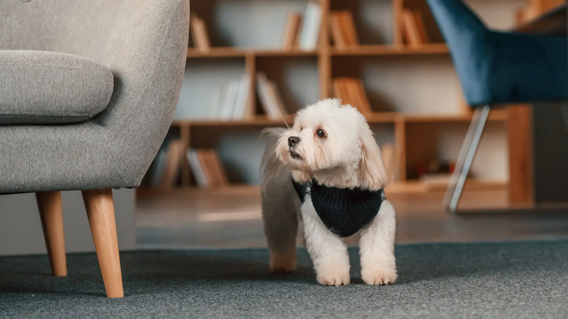 Maltese indor dog